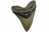 Serrated, Fossil Megalodon Tooth - North Carolina #226474-1